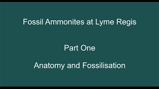 preview picture of video 'Fossil Ammonites at Lyme Regis; Part One'