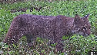 New Indiana proposal to increase number of bobcats that can be killed