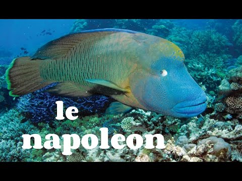 download lagu mp3 mp4 Poisson Napoleon, download lagu Poisson Napoleon gratis, unduh video klip Poisson Napoleon
