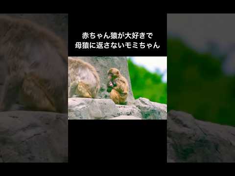 赤ちゃん猿が大好きで母猿に返さないモミちゃん