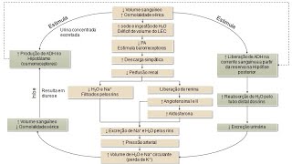 Mecanismos homeostáticos ciclo de regulação hídrica