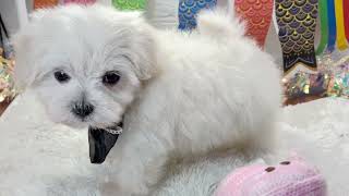 ハーフ犬の動画01