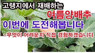 고랭지에서 재배하는 여름 양배추 재배, 이번에 하늘봉지재배에서 도전해봅니다.무엇이 어려운지 직접 경험하겠습니…