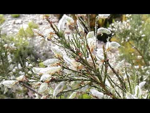 Cytisus multiflorus (White Spanish broom)