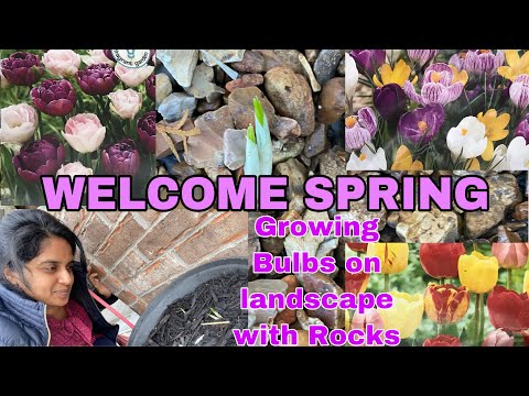 SPRING FLOWERING BULBS IN LANDSCAPE WITH ROCKS | planting Tulips Daffodils Crocus Bulbs  [US Zone 6]
