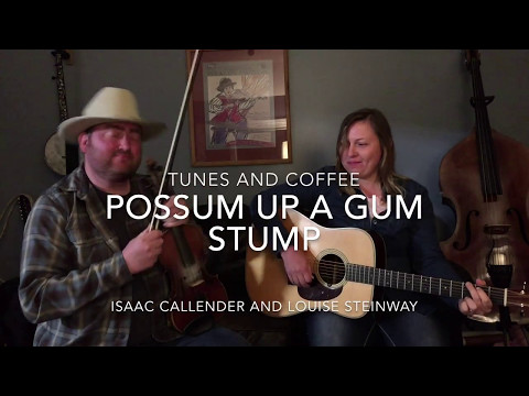 FTC #137 Possum Up a Gum Stump