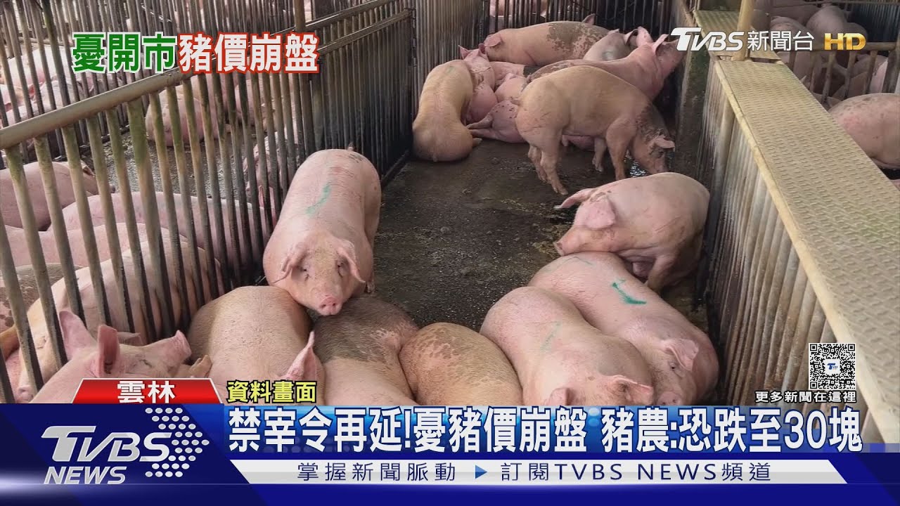 非洲豬瘟禁宰延長!憂豬價崩跌至30元 豬農:成本還在增加