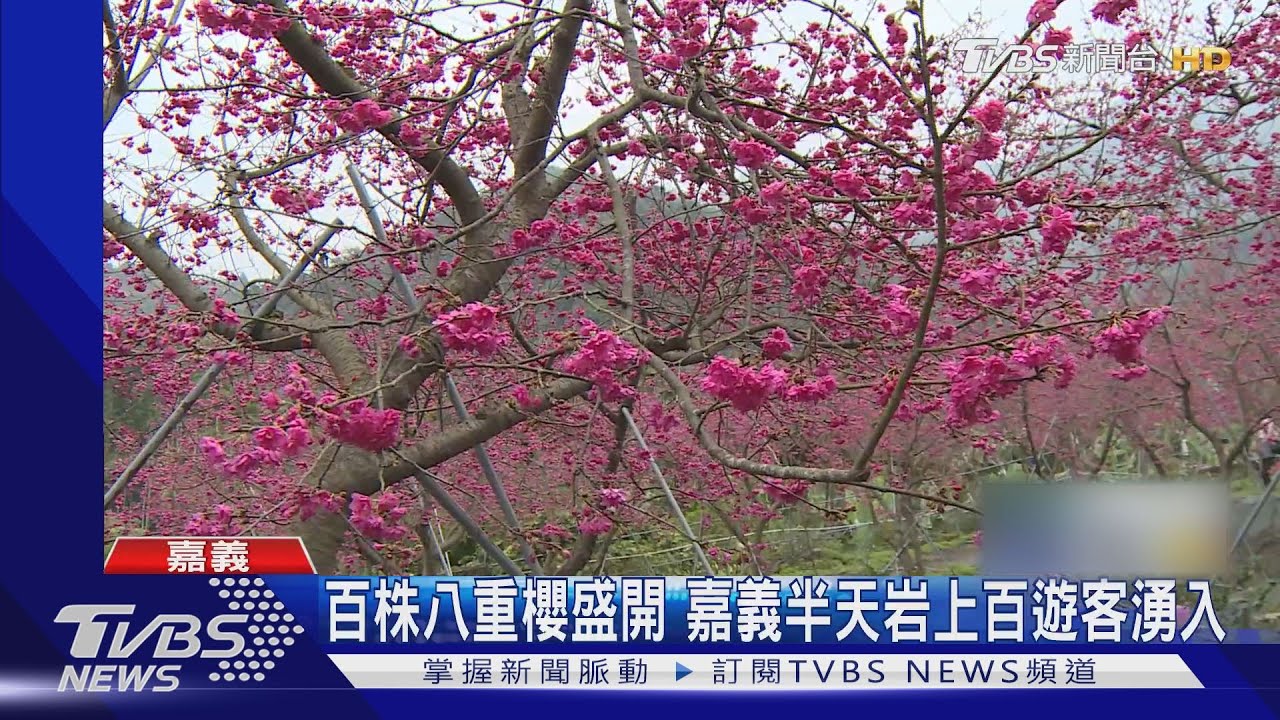 距嘉義市僅20分鐘車程 番路半天岩百株八重櫻盛開吸客