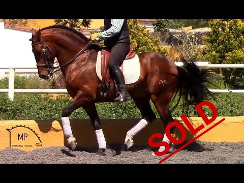 *SOLD* | Baroque Andalusian Stallion 2012 - Approx 1.64 m [R#1962]