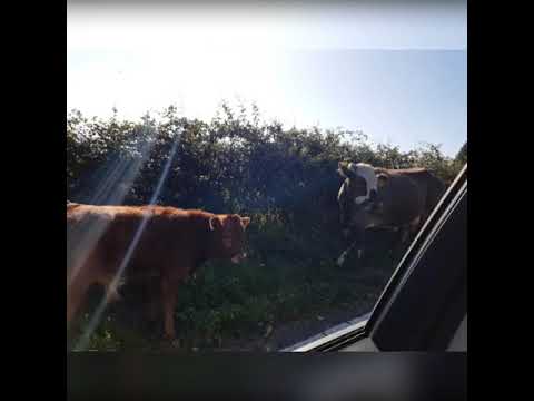 Ferruzzano Borgo♥️ Forti Identita Contadine