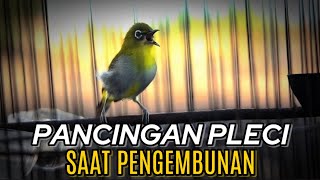 Download lagu PANCINGAN PLECI DI PAGI HARI🔥PLECI BUXTO GACOR NGALAS‼️ mp3