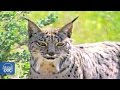 Iberian Lynx Documentary Part 2