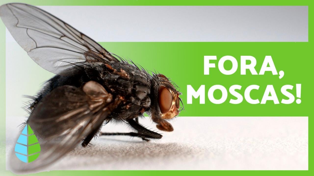 8 REMÉDIOS CASEIROS para ESPANTAR MOSCAS 🧄✅