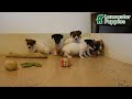 Jack Russell Terrier dogs for sale: Barky - Video 1