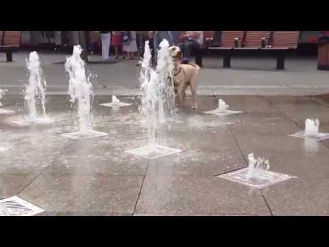 Bedford Busking Festival 2013: Brucelosis Injected