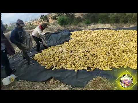 Te Quiero Mujer - Nueva Juventud