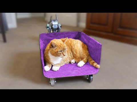 I Built a Train for My Cat