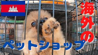 【閲覧注意!】カンボジアのペットショップはどうなっているの?ペットの値段は?? 驚きの価格に呆然としました・・・