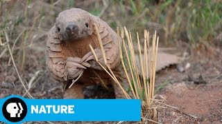 The World's Most Wanted Animal (2018) Video