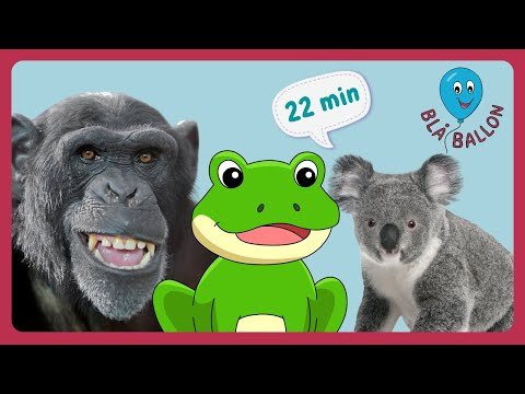 Chimpanse. Koala. Frø. Masser af læring og fakta for børn om dyr. Hør bl.a. koalaens skøre lyd.
