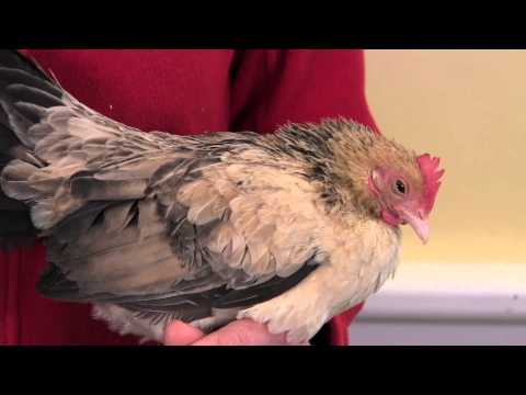 , title : 'Meet the Serama Chickens at the Canada Agriculture and Food Museum'