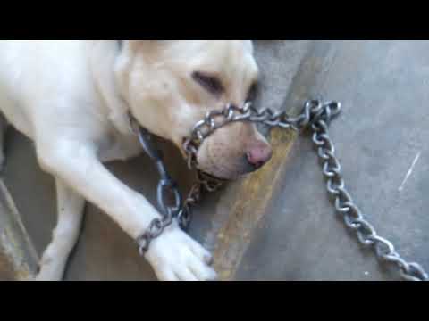 Funny Labrador dog 🐕