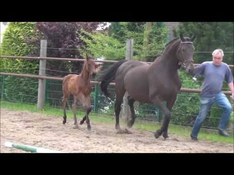 *2017 Stutfohlen von Bernay - Rubinstein I  SOLD!!!