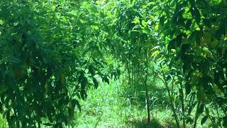 Walking Around The Plant Leaves Calling