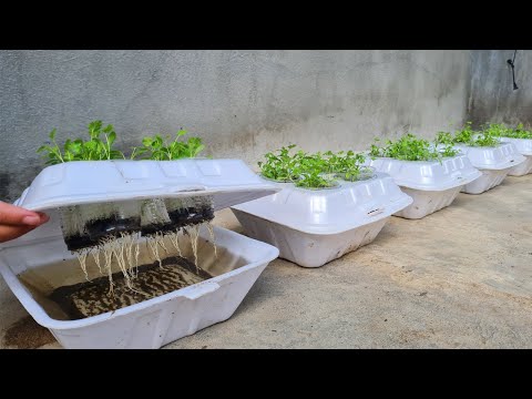 , title : 'How to grow coriander in Styrofoam Box with water | Growing coriander from seed'
