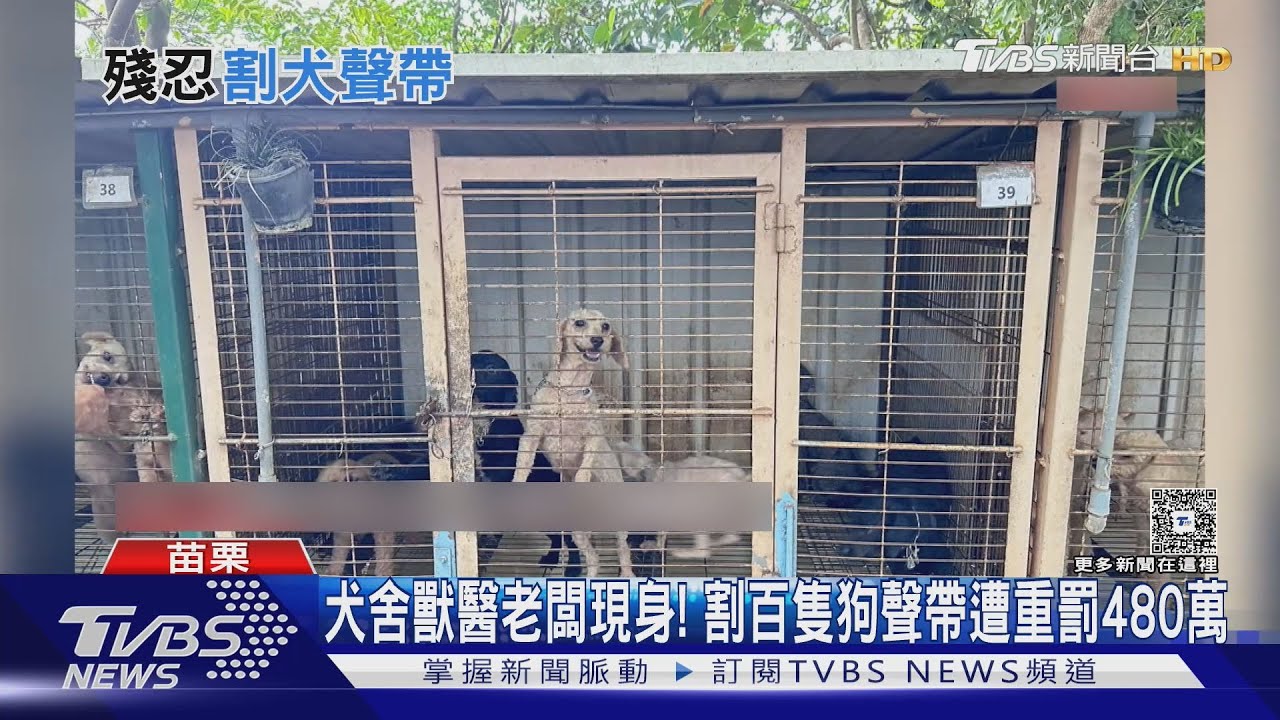 犬舍290隻狗「9成被割聲帶」 老闆是獸醫遭重罰480萬廢照 鍾東錦:罰金金額恰當