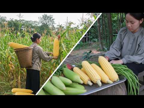 Jetë Jashtë Rrjetit – Korrja e Misrit e Fasuleve, Ëmbëlsirë Tradicionale | Vang Mai