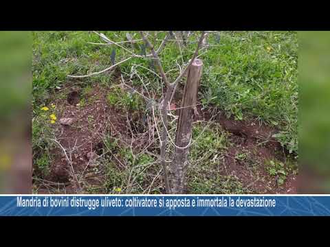 Mandria di bovini distrugge uliveto: il coltivatore si apposta di notte e immortala la devastazione