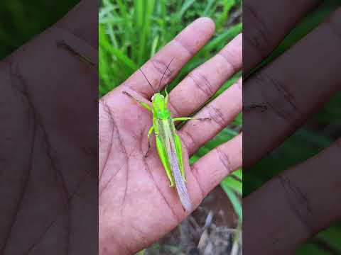 found brown grasshoppers and green grasshoppers in the garden near the house #anyuniqueanimals