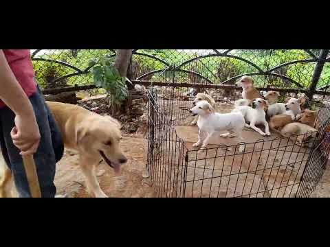 Street Dog puppies  fighting with lab/Street  dogs/niveditha doggies world