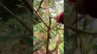 Download lagu durian dari biji... wajib di pruning biar cepat berbuah mp3
