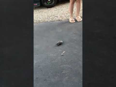 Turtle gets his own speed wheels!