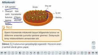 Eğitim Vadisi TYT Biyoloji 5.Föy Canlılığın Temel Birimi Hücre II (2) Organeller Konu Anlatım Videoları