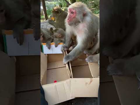 #monkeyeating  #DanceMonkey / #FunnyMonkey /  #FunnyMonkey / #dancemonkey  Ept:199