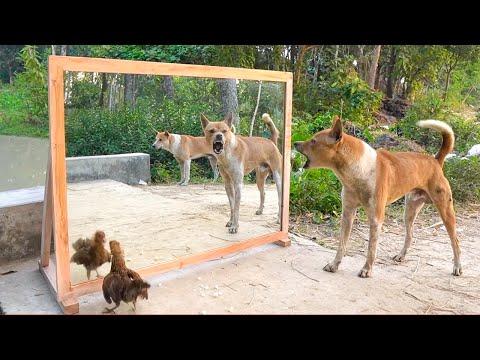 Angry dogs vs mirror reaction | Funny dogs fighting mirror | Amazing mirror reactions on dog