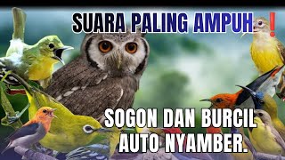 Download lagu Suara Pikat Burung SOGON Kombinasi Burung Sirtu Dan Kutilang Ribut. mp3 Download lagu Suara Pikat Burung SOGON Kombinasi Burung Sirtu Dan Kutilang Ribut. mp3
