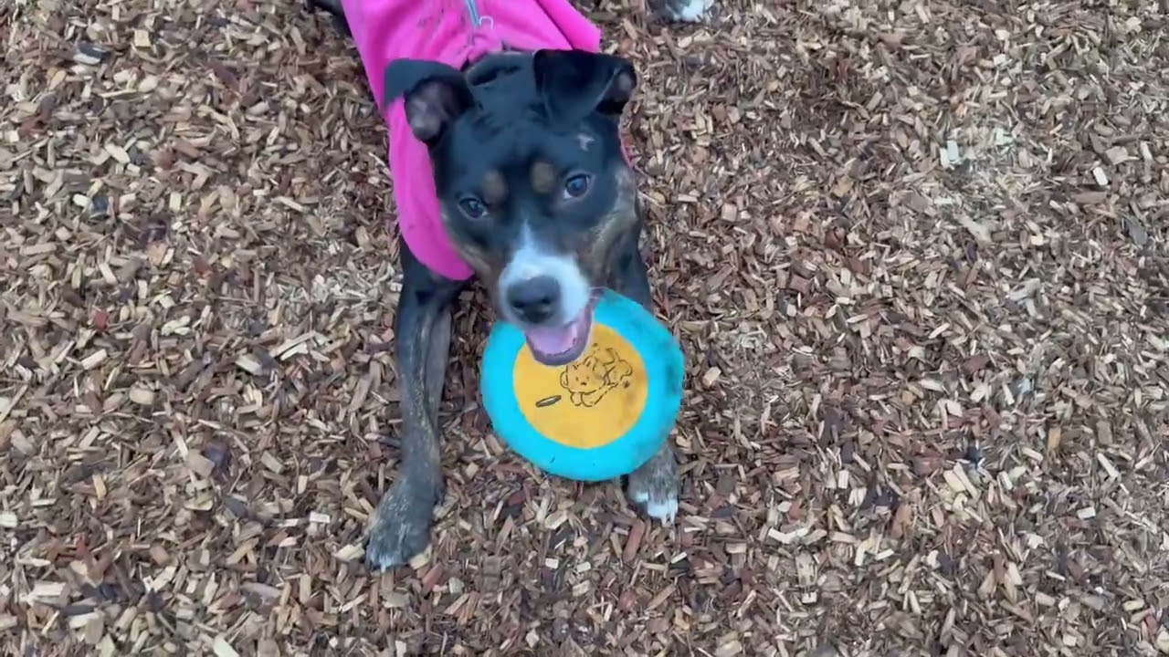 Enlarge GinGin, a Adoptable mixed breed in chevy chase, MD video 6/6