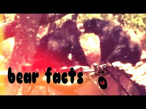 bears fighting to the death