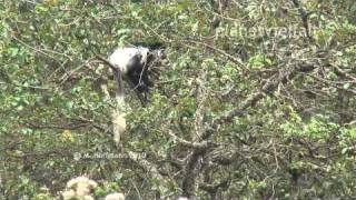 preview picture of video 'Abessinischer Mantelaffe Colobus guereza in Wald bei Bedele, Äthiopien, Abyssinian Colobus'