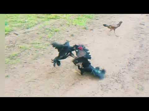 #Pakoy#cock fighting