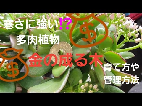冬の霜に強い多肉植物ユッカ