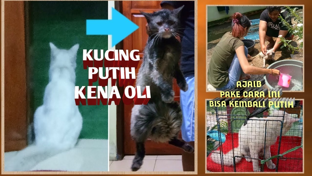 BEGINI CARA BERSIHIN KUCING KENA OLI