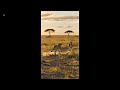 Fast Cheetah In Action The Speed King Of The Wild