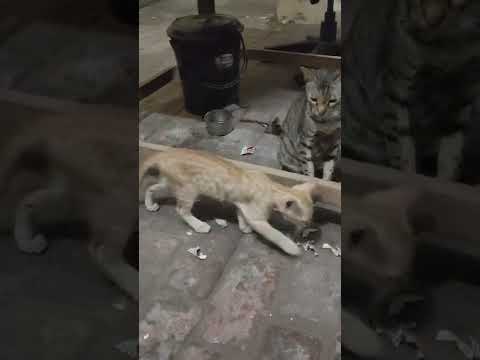 Indian Cat 😺 is Very Competitive | Cat Playing | Cat Speed| IMPRESSIVE | Voogle