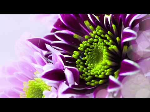 Radvile - We Found Love