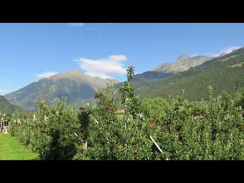 Apple orchards in Lagundo - Trentino Alto Adige, Italy